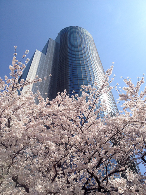 kokorojapanreisen: Sei mit dabei zur Kirschblüte in Tôkyô, zum Beispiel bei Kokoro Japanreisen auf d