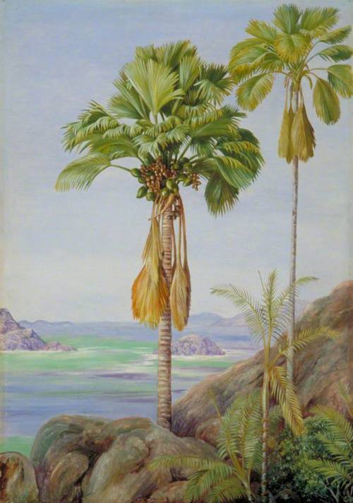 artist-marianne-north:Male and Female Trees of the Coco de Mer in Praslin, 1883, Marianne North