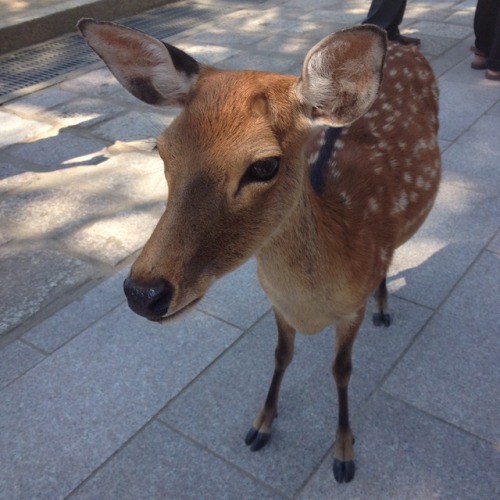 bananagogh:also!! in nara there’s a park where a bunch of deer roam around everywhere and they