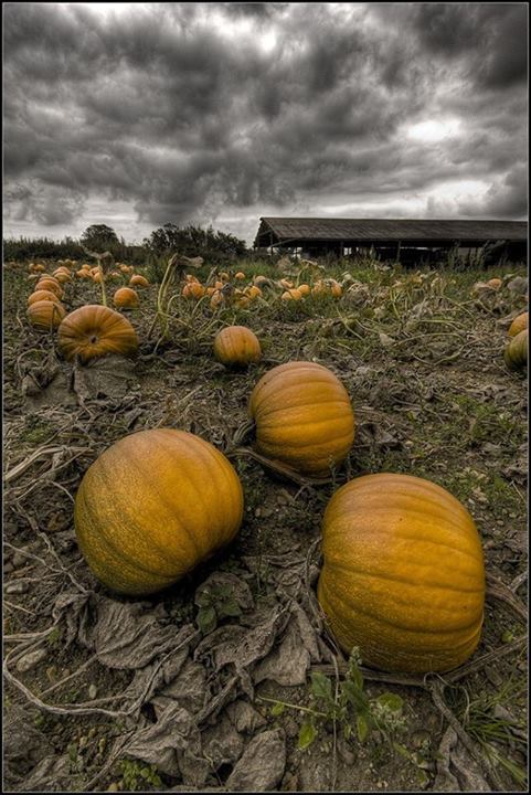 bran-corvine:  Happy October! 