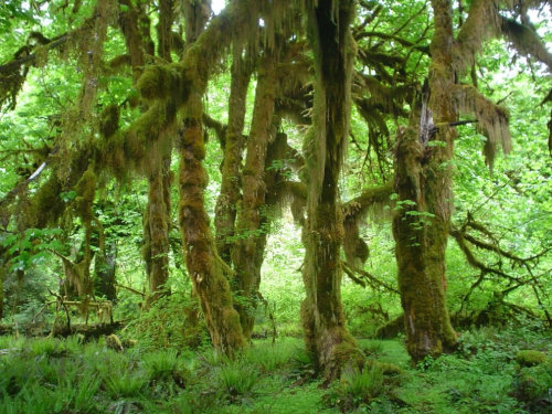 sexsavestheday: Another burst of nature porn. opticallyaroused:  Olympic National Park: One of the wildest places left in the USA Olympic National Park in Washington offers a bit of everything for nature lovers, hikers and adventurers like Pacific Ocean