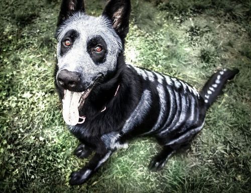 lonewolf574:themadcapmathematician:knightofocean:undeceased:German Shepherd Dog painted in time for Halloween. (x)SPOOPY