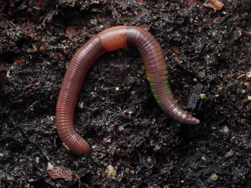 Lumbricus Castaneus May Be One Of My Favorite Local Earthworm Species For Its Small Size, Active Nature,