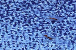 picaet:   People swam in a pool in São Paulo, Brazil, Thursday.  Paulo Whitaker