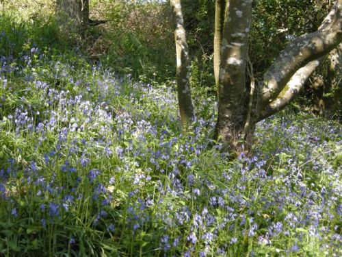 acornfaerie:Bluebells in Galsham Woods