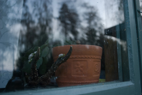 antlersinthefog:  windows in my house