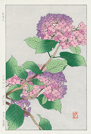 angelicxi:          KAWARAZKI SHODO           hydrangea & camellia, 1950