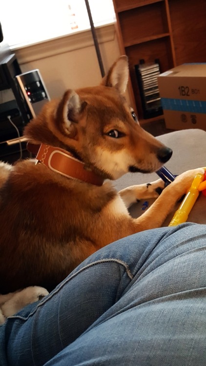 handsomedogs: This is Katsudon (カツ丼, like the food!) and she’s a 7 month old Shiba Inu She’s a sesam