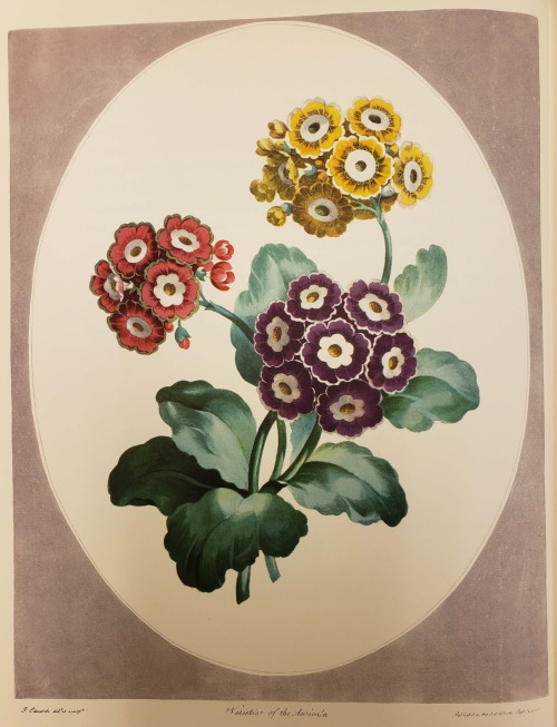 From: Dunthorne, Gordon. Flower and fruit prints of the 18th and early 19th centuries. Washington : 