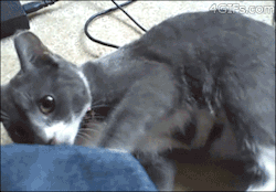 riri-lee:  idiot cat http://gifs-planet.com/single-gif/Page-31.html 
