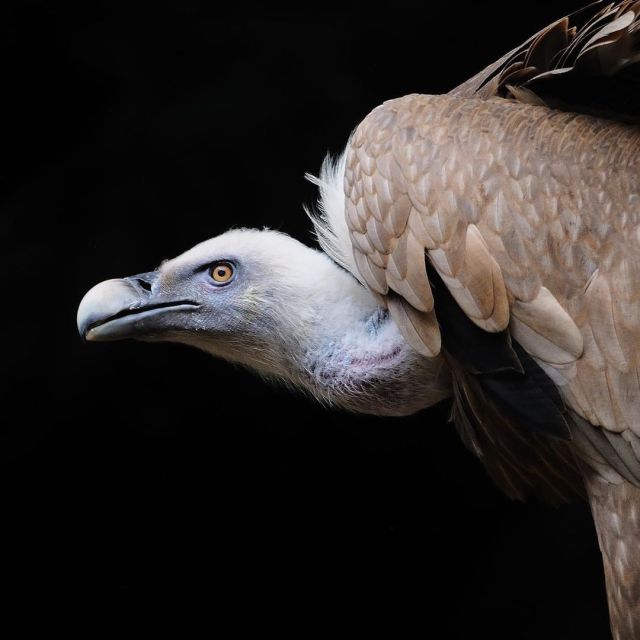 Meet the Griffon Vulture (Gyps fulvus)! This bird has a wide range which spans parts of Europe, Asia, the Mediterranean, and northern Africa. It flies high in the skies, searching for the carcasses of medium- to large-sized animals to devour.  To distinguish this vulture from others, look at its silhouette while it’s in flight. From below, it’ll appear to have a little or no tail—some even say it looks like a “huge flying mustache.”🥸  Photo: Jean-Paul Mutz, CC BY-NC-SA 2.0, flickr  #AnimalFacts #birds #vulture #GriffonVulture #DYK https://www.instagram.com/p/CbTgat3L9XI/?utm_medium=tumblr #animalfacts#birds#vulture#griffonvulture#dyk