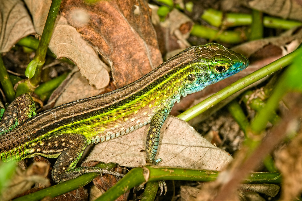 Rainbow Whiptail
Cnemidophorus lemniscatus
Source:  Here