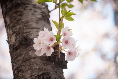 Cherry blossom road in front of Danginri Power Station, near Sangsu Station.