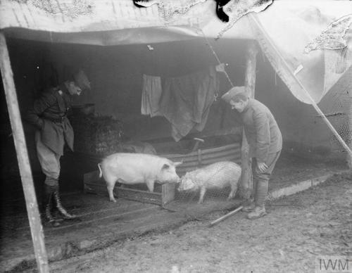 thisdayinwwi: Feb 1 1918 Thomas Keith Aitken takes these pictures of livestock raised by t