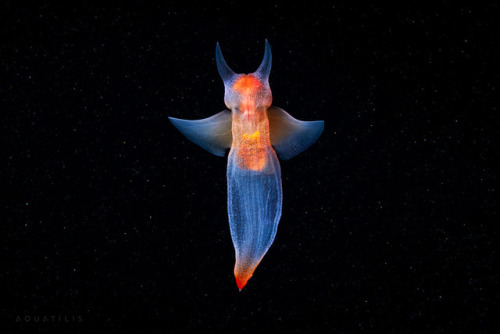 thelovelyseas: by Alexander Semenov    Otherworldly and incredible. I love sea life s