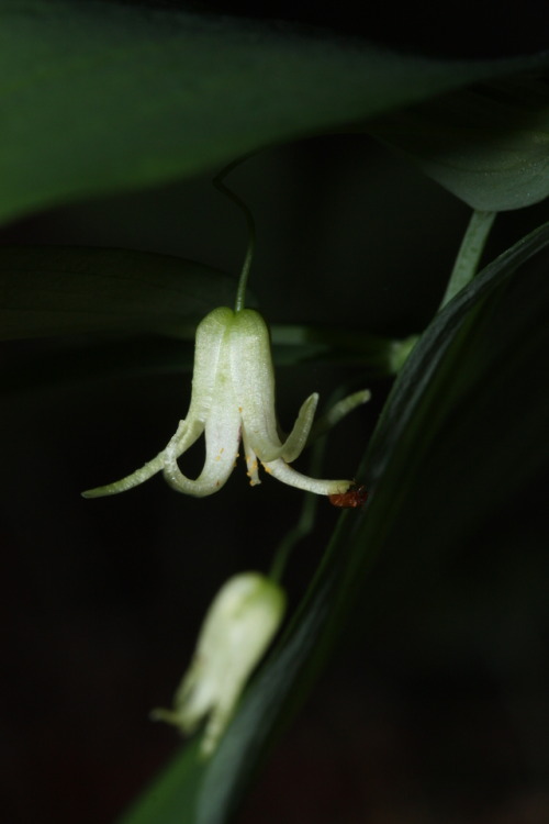 picdescbot: a green frog on a white surface@picdescbot | about this bot | pictur