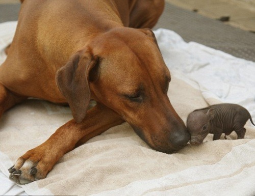 battinasprinkle:  this night has sucked. here’s some cute animal friends.
