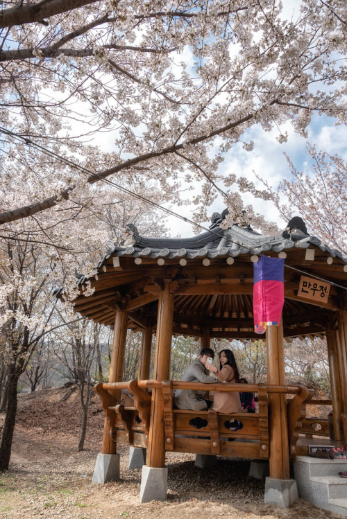 Cherry blossoms on Ansan Mountain, Seodaemun.