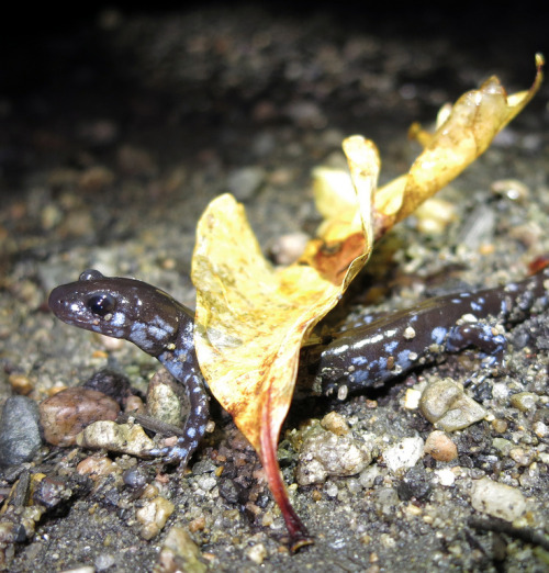 northeastnature:Here’s another in my series of salamanders elegantly wearing vegetation. Some&