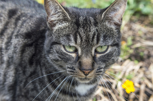 pragmaculture:Look at those eyes. Since Frankie discovered where I planted the catnip her life has s