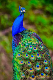 Hamilton but BIRDS