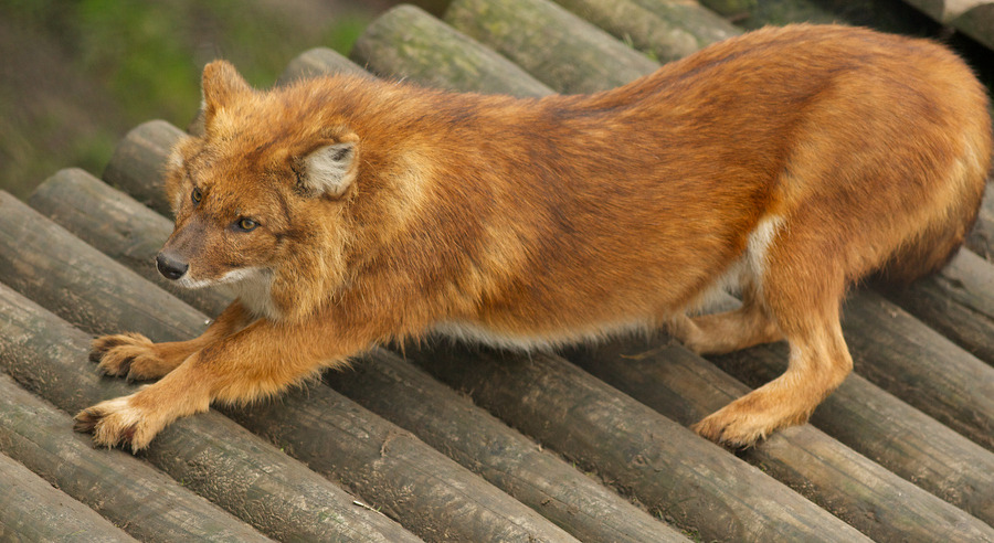 earthsfinest:  Dhole Stretching and Posing by Julian Bell