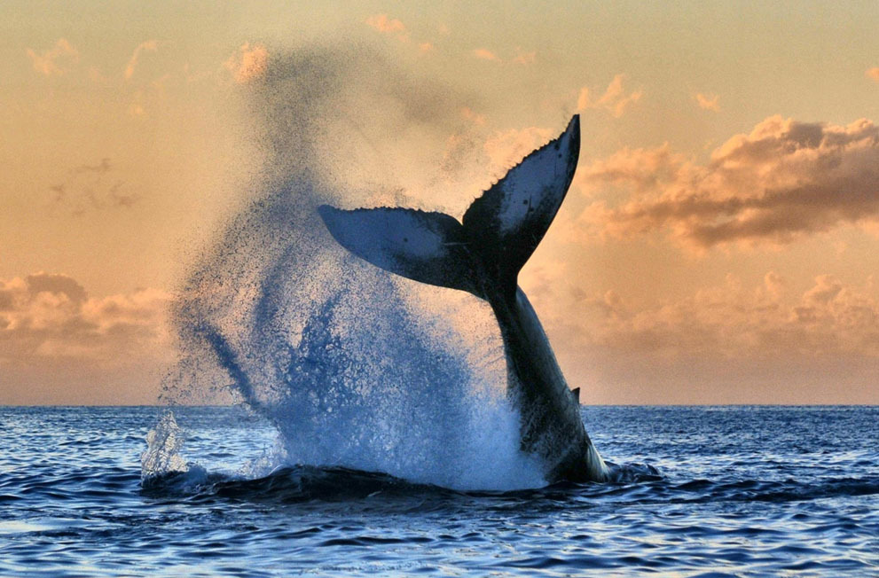 nevver:  2014 NatGeo Photo Contest in Focus 