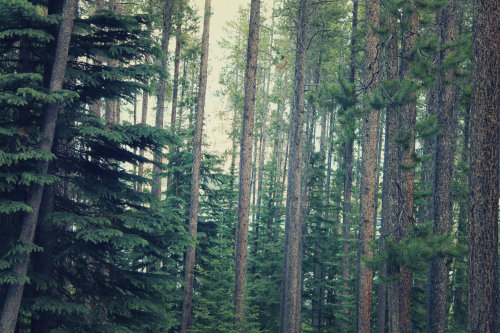 sara-hini: Dans les bois.  Sara Hini Photography | BUY PRINTS