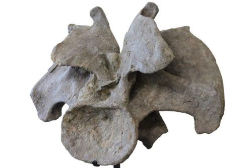 fossilera: This is an absolutely massive, cervical (neck) vertebra of an Apatosaurus collected last 