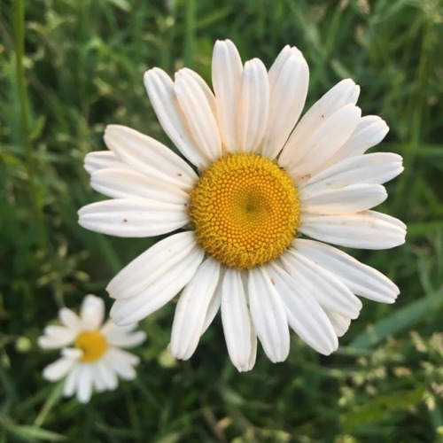 purrfectpeach: Took a very dreamy nap in a field of daisies today ..