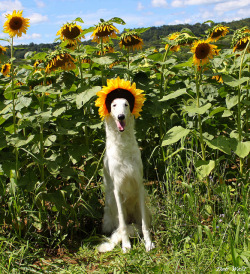 ulvehund:  Myrra by Ferlinka Borzoi (Deb West) on Flickr.