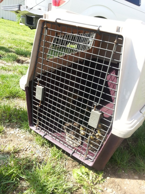 sweet-bitsy:  breanieswordvomit:  caffeinated-zombie:  So, in the middle of everything today, we ran across a hellaciously distressed momma mallard and a bunch of her baby ducks that had fallen down a sewer grate. Another guy was already trying to fish