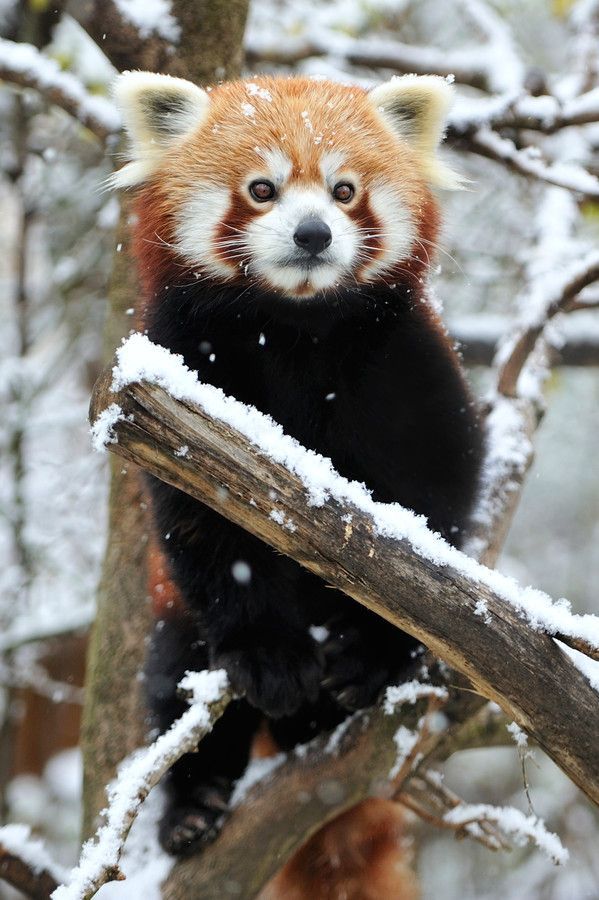 wolverxne:  Winter Pride by Josef Gelernter 