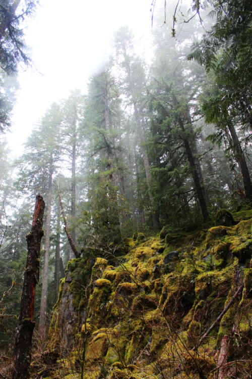 bright-witch: Hinterlands ◈ Pacific Northwest photography by Michelle N.W. ◈ ◈ Print Shop ◈ Blog ◈ F