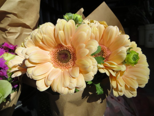 Lauren Gerbera Daisy