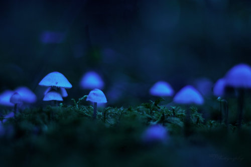 lovelight-heavyhitter:Mushroom Samba by ~NickBaker1689