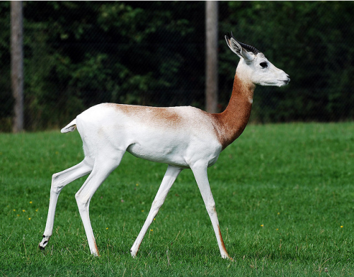 Dama Gazelle (Nanger dama)