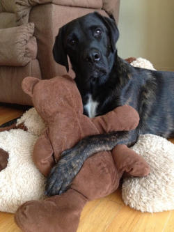 handsomedogs:  This is our dog Bruce and his best friend Bear.