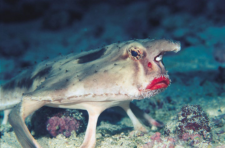 Red-lipped batfish