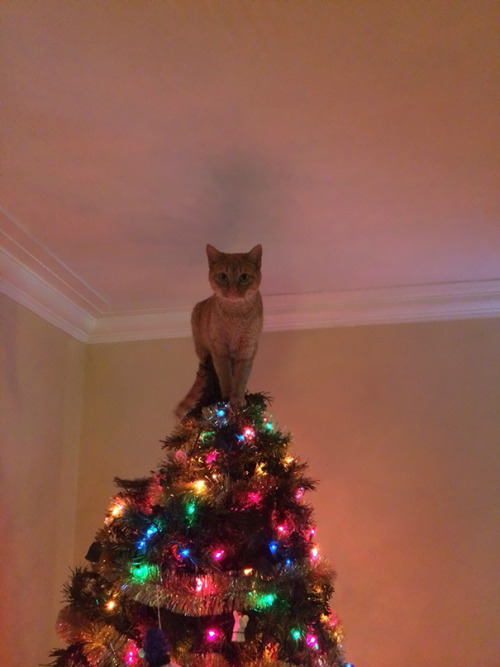 awesome-picz:   Cats Helping Decorate Christmas Trees. 