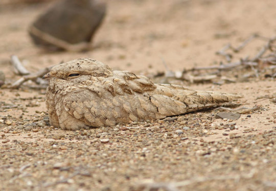 XXX Let’s talk about Nightjars photo