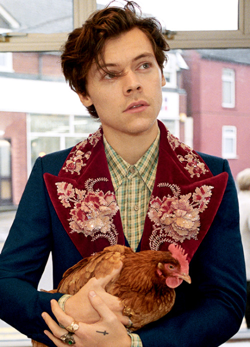 mr-styles: Harry for Gucci through the yearsGucci Tailoring Campaign, Pre Fall 2018 Gucci Cruise 201