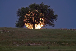 kennygmz:    Supermoon Rises Behind a Tree