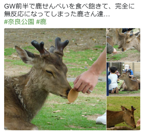 pudknocker:  米田仁士 Hitoshi Yonedaさんのツイート: “GW前半で鹿せんべいを食べ飽きて、完全に無反応になってしまった鹿さん達… #奈良公園 #鹿… ”