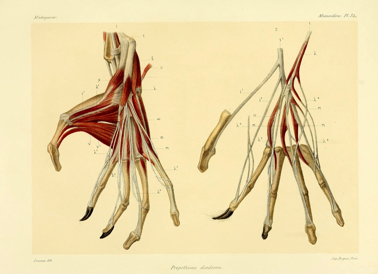 wapiti3:  Natural history, natural, and political Madagascar; By Grandidier, Alfred,