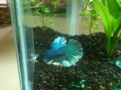 feralhoundsfishes:My moms tank I set up a couple weeks ago, and her new betta she just got today, In