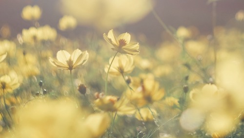 The Brilliance Of Golden Cosmos