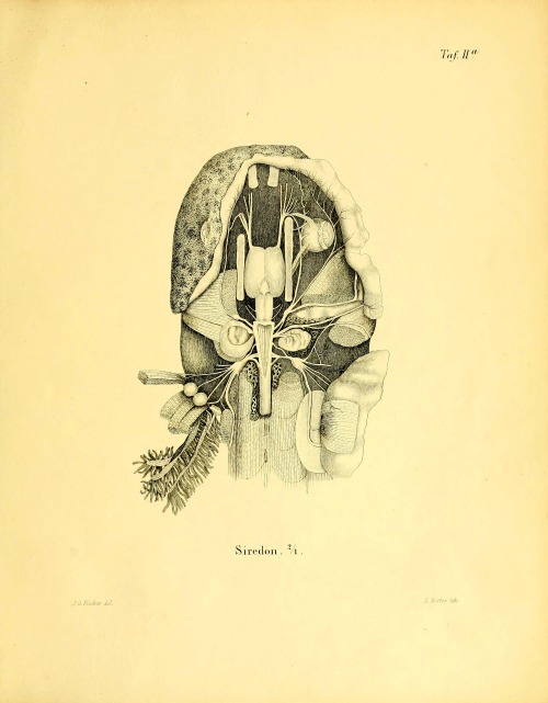 wapiti3:    Anatomical memoirs about the perennibranchiaten and derotremen    explanations of plates here   By Fischer, J. G. (Johann Gustav), 1819-1889   Publication info Hamburg: O. Meissner, 1864th   BHL Collections: Ernst Mayr Library of the MCZ,