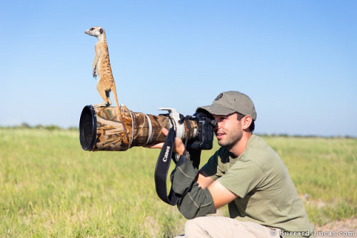 catsbeaversandducks:
“ Meerkats make the best photographer’s assistants EVER.
Via BuzzFeed
”