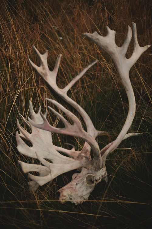 A reindeer skull, Norrfors, Sweden. 